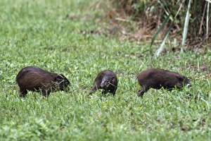 Images Dated 21st June 2007: Pygmy Hog Manas Tiger Reserve, Assam