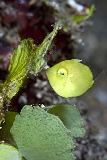 Images Dated 8th February 2009: Pygmy Leatherjacket - Indonesia
