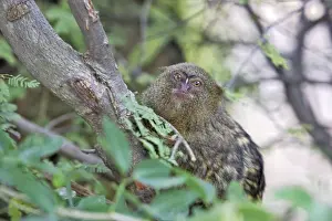 Venezuela Prints: Pygmy Marmoset. Venezuela Latin formerly Callithrix pygmaea