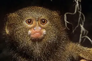 Size Prints: Pygmy Marmoset - worlds smallest Monkey South America