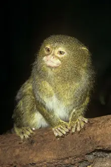 Size Prints: Pygmy Marmoset - worlds smallest Monkey Upper Amazon, Colombia, Peru