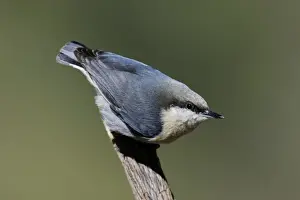 Nuthatches Prints: Pygmy Nuthatch