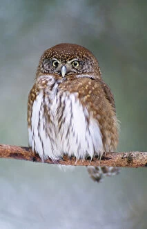 Images Dated 14th January 2008: Pygmy Owl - resting on branch