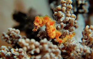 Images Dated 31st March 2006: Pygmy Seahorse - this is the a new kind of Pigmy seahorse discovered in Walea