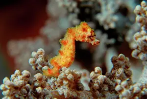 Size Prints: Pygmy Seahorse - this is the a new kind of Pigmy seahorse discovered in Walea