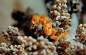 Size Prints: Pygmy Seahorse - this is the a new kind of Pigmy seahorse discovered in Walea