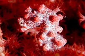 Pygmy Seahorse in red coral