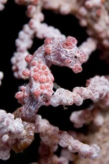 Images Dated 8th September 2007: Pygmy Seahorse on sea fan