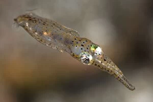 Pygmy Squid