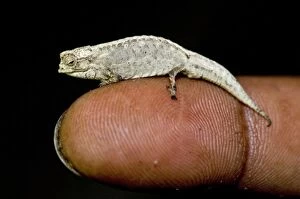 Images Dated 31st October 2008: Pygmy Stump-tailed / Leaf Chameleon - on tip of human finger