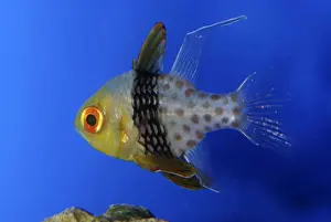 Pyjama Cardinalfish, western Pacific reefs