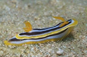 Images Dated 15th March 2012: Pyjama Nudibranch - on sand