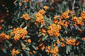 Images Dated 11th January 2006: Pyracantha coccinea