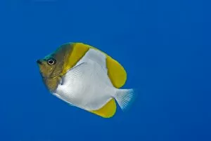 Butterflyfish Gallery: Pyramid Butterfly - Commonly seen in large numbers along drop-offs where they feed on plankton passing in the current