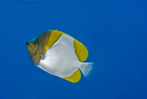 Butterflyfish Prints: Pyramid Butterfly - Commonly seen in large numbers along drop-offs where they feed on plankton passing in the current