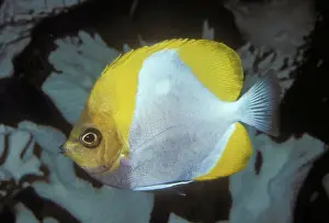 Pyramid Butterflyfish Coast of Eastern Australia