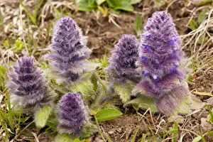 Caucasus Prints: Pyramidal Bugle - in the Great Caucasus, Georgia