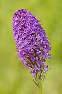 Images Dated 11th June 2012: Pyramidal Orchid