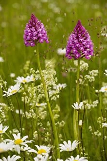 Images Dated 14th May 2008: Pyramidal Orchid ( Anacamptis pyramidalis) in flowery meadow, Dordogne, France