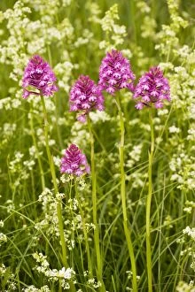 Images Dated 14th May 2008: Pyramidal Orchid ( Anacamptis pyramidalis) in flowery meadow, Dordogne, France