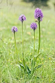 Images Dated 4th June 2012: Pyramidal Orchid - Group of four