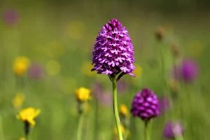 Pyramidal Orchid - growing on chalk downland