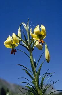 Images Dated 31st January 2007: Pyrenean Lily - endemic to Pyrenees