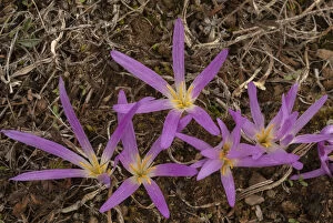 Pyrenean Merendera, Colchicum montanum, in flower in autumn in the Spanish Pyrenees. Date: 15-Apr-19