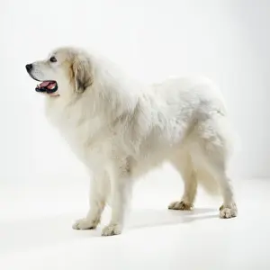 Pyrenean Mountain Dog