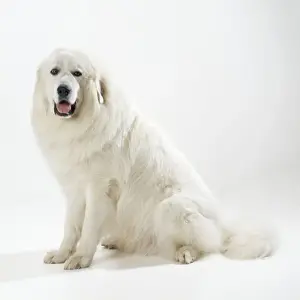 Pyrenean Mountain Dog