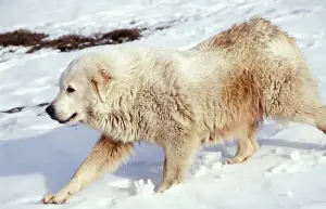 Working Prints: Pyrenean Mountain Dog Protecting sheep, Pyrenees, France