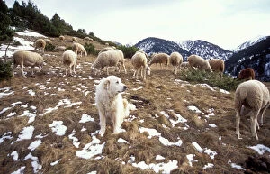 Herd Breeds Collection: Pyrenean Mountain Dog Protecting sheep, Pyrenees, France