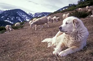 Protection Prints: Pyrenean Mountain Dog - Protecting sheep - Pyrenees France