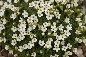 Pyrenean rock-jasmine, Androsace pyrenaica. Pyrenees