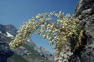 Saxifrage Prints: Pyrenean Saxifrage - endemic, Pyrenees / Gavarnie
