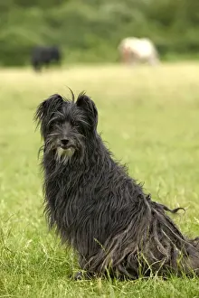 Pyrenean Sheepdog