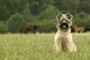Pyrenean Sheepdog