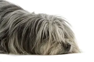 Pyrenean Sheepdog - lying down