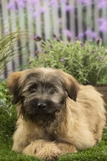 Berger Gallery: Pyrenean Shepherd Dog (Berger des Pyrenees) puppy