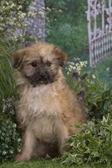 Berger Gallery: Pyrenean Shepherd dog puppy outdoors