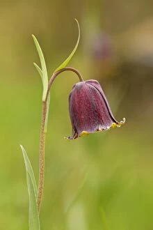 Images Dated 3rd May 2014: Pyrenean Snakeshead / Pyrenean Fritillary in flower
