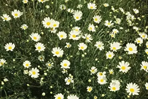Insecticide Prints: Pyrenthrum flowers - a natural sourse of insecticide. Africa