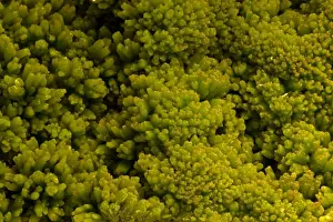 Pyromorphite - lead mineral - Daoping- China