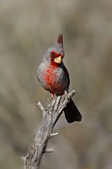 Images Dated 26th February 2007: Pyrrhuloxia