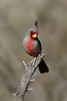 Pyrrhuloxia