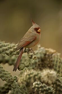 Pyrrhuloxia - On cactus - Male