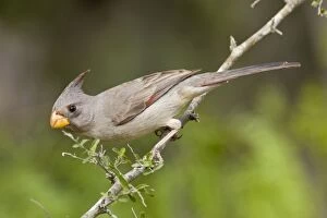 Images Dated 25th March 2008: Pyrrhuloxia - female South Texas