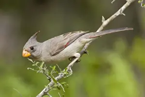 Pyrrhuloxia - female South Texas