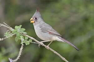 Images Dated 28th March 2008: Pyrrhuloxia - female South Texas