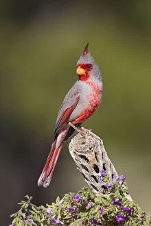 Images Dated 17th March 2010: Pyrrhuloxia - male